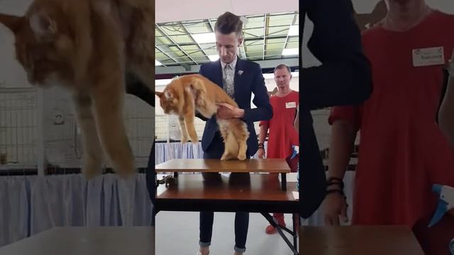 Da Vinci Sternenburg котенок Мейн кун 6 месяцев и 3 недели. смотреть онлайн