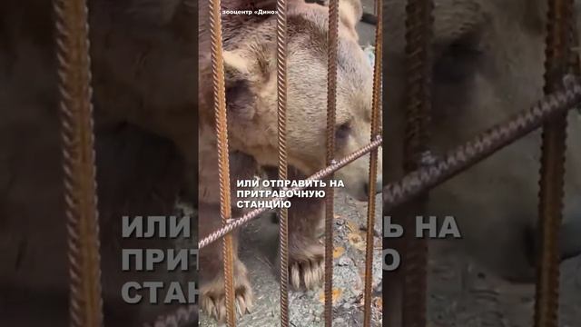 Медведь прожил 20 лет в тесной клетке смотреть онлайн