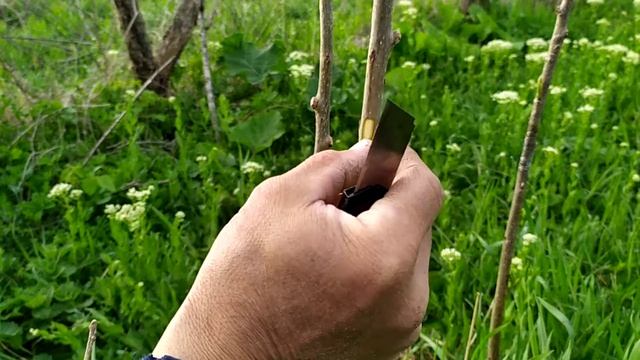 Прививка хурмы смотреть онлайн