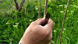 Прививка хурмы