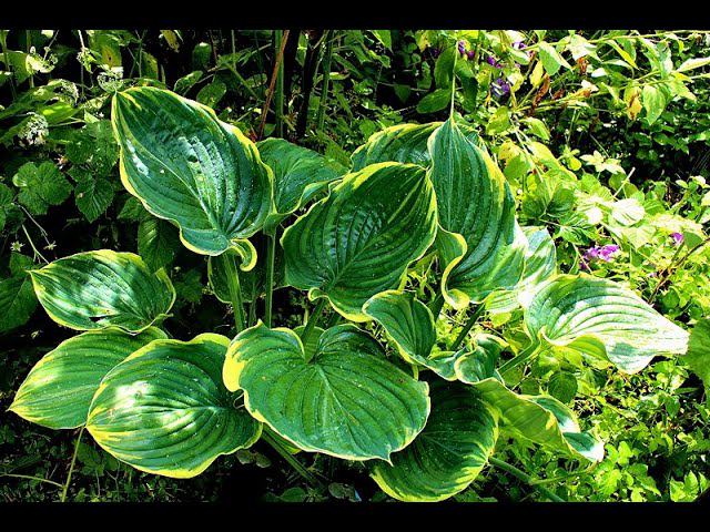 Хосты Сага и Эмпресс Ву смотреть онлайн