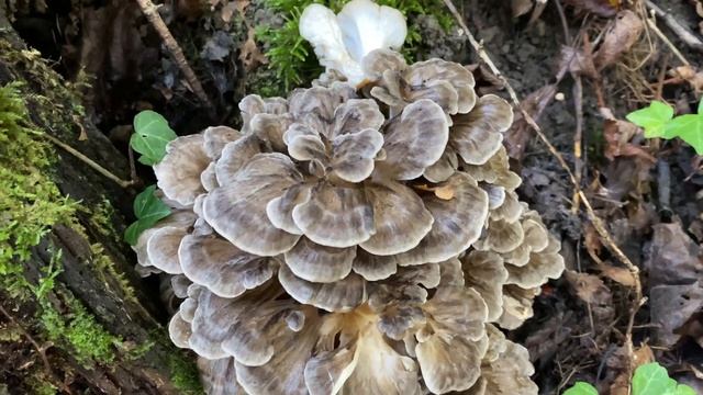 Grifola frondosa, October 12, 2022 смотреть онлайн