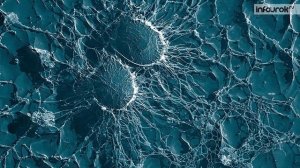 Эволюционное учение Чарлза Дарвина   Биология 11 класс #1   Инфоурок