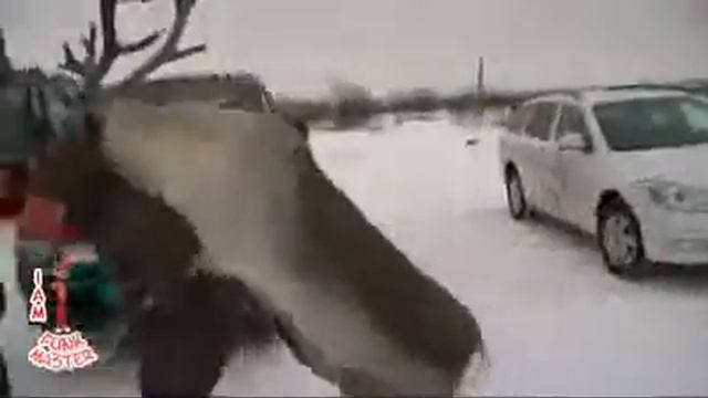 Лось - похититель людей смотреть онлайн