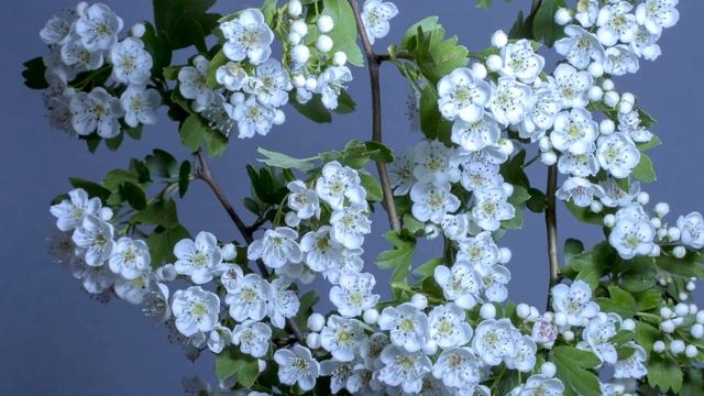 Nettle and Hawthorn - Herbal Astrology смотреть онлайн