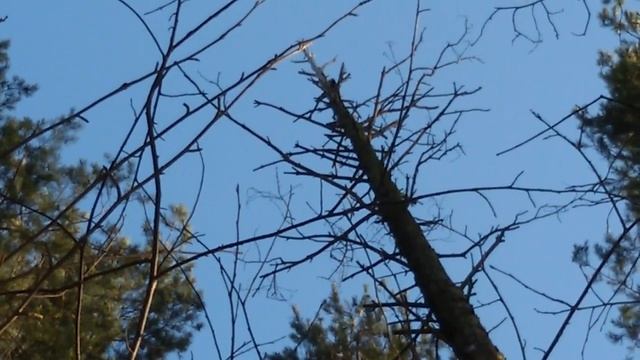 Дятлы в лесу. Воскресный день:) смотреть онлайн