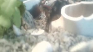 Анциструс, размножение