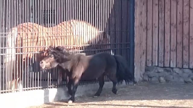 Пони троллит большую лошадь смотреть онлайн