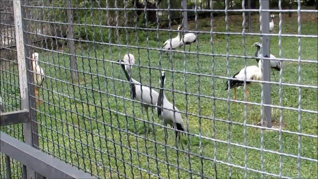 Крым распускается весной смотреть онлайн
