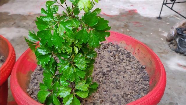 Varieties of Aralia plant with care смотреть онлайн