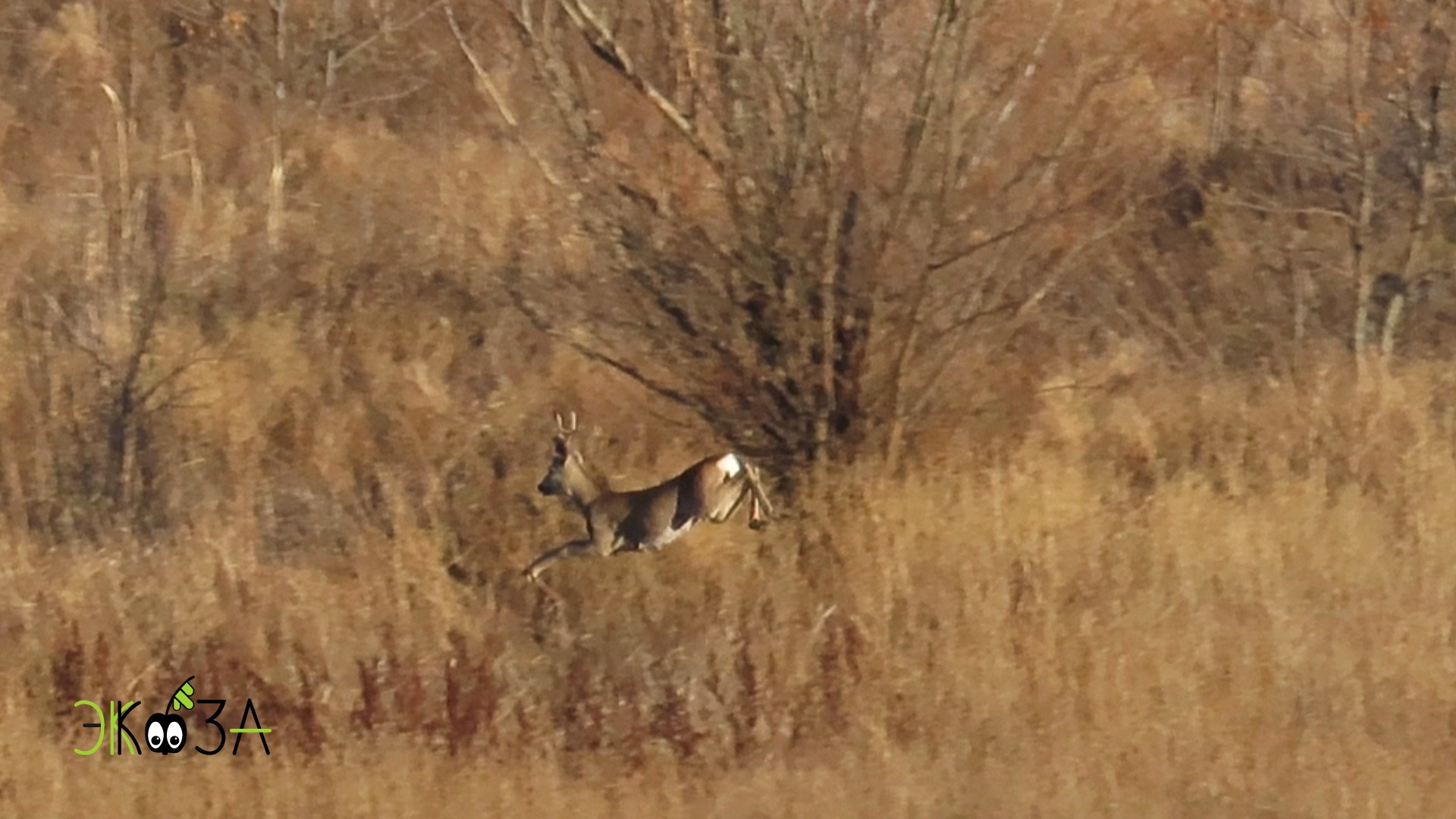 Золотые косули. Самец кричит-гавкает. Самка с косуленком. Встречи в октябре смотреть онлайн