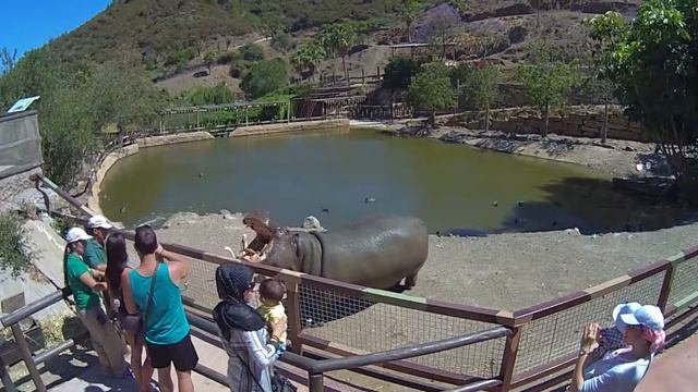 Zoo, hippo feeding tourists, Selwo Aventura, Costa del Sol, Estepona, Málaga, Spain 2014 HD смотреть онлайн