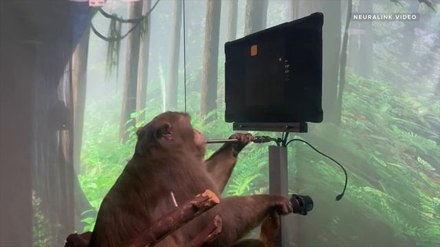 Watch Elon Musk's Neuralink monkey play video games with his brain смотреть онлайн