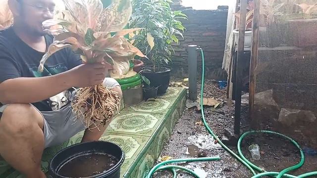 Aglaonema Red Stroberi смотреть онлайн
