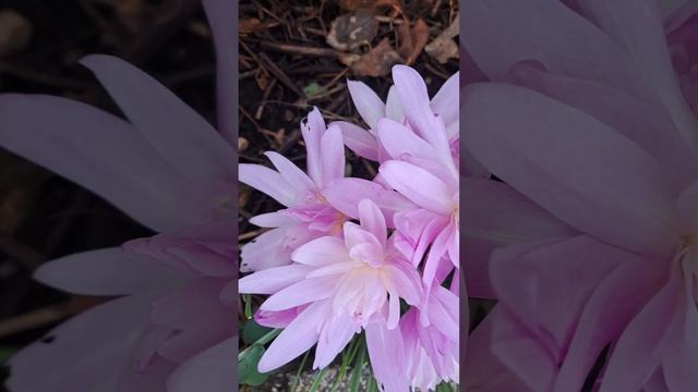 Осенний крокус расцвел. 13.09.2022 смотреть онлайн