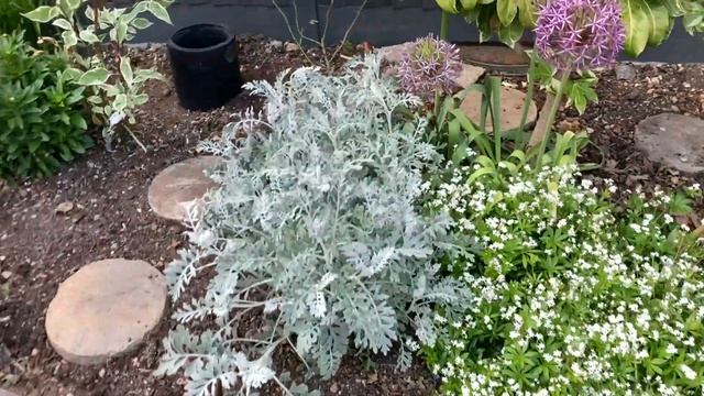 ‘Prima Donna’ & ‘Fimbriata’ Begonias With Colourful Coleus ? смотреть онлайн