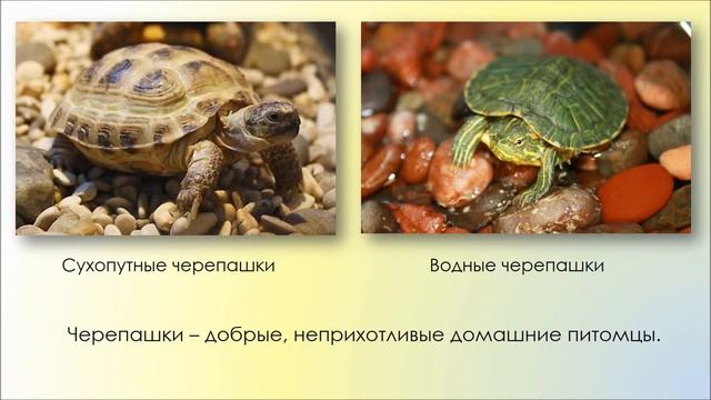 Всемирный день домашних животных