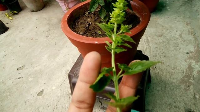 Basil Vs Tulsi | बेसिल और तुलसी में अंतर । смотреть онлайн