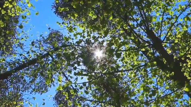 Магические свойства деревьев смотреть онлайн