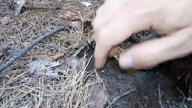 Груздь черный. Рыжик. Удачный сбор грибов. Грибы 2021. смотреть онлайн