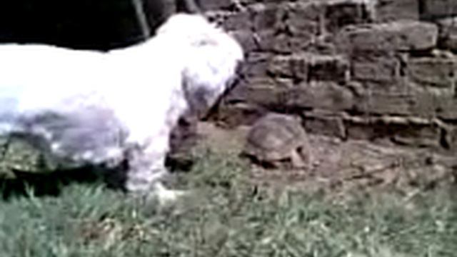 Lola le ladra a Barney de nuevo смотреть онлайн