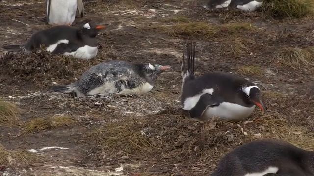 Penguin shits on other Penguin смотреть онлайн