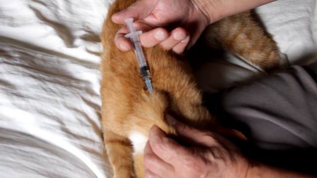 Сделать коту укол и закапать в глаза смотреть онлайн