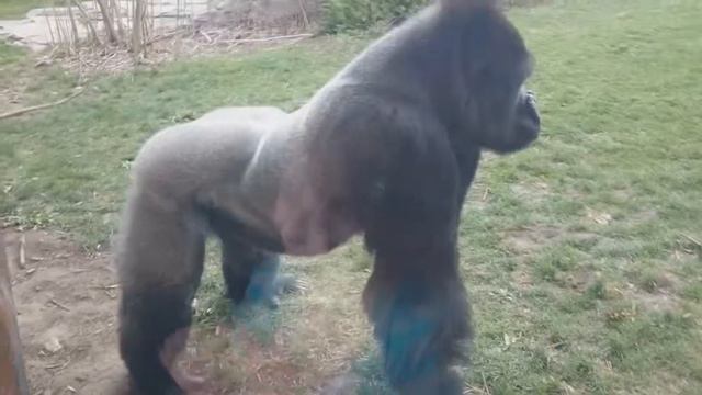 "Прыг , да скок"...! смотреть онлайн