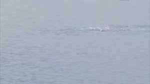 Серия 77. Поплавок. Тактика ловли на неизвестном водоёме. Рыбалка с Нормундом Грабовскисом.