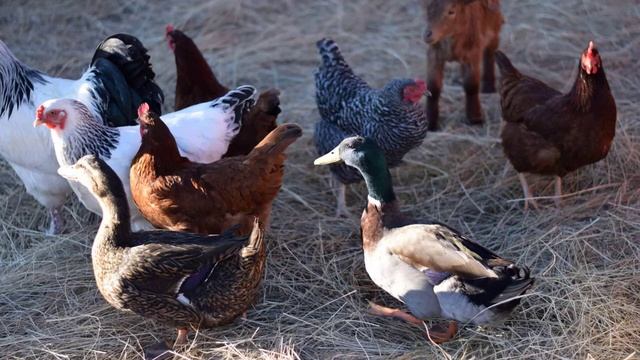 Можно ли содержать уток и кур вместе смотреть онлайн