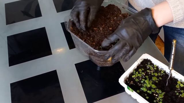 Что делать если рассада земляники не растёт? смотреть онлайн