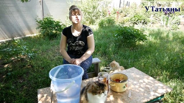 СРОЧНО полейте ОГУРЦЫ ЭТИМ средством для УВЕЛИЧЕНИЯ УРОЖАЯ! смотреть онлайн