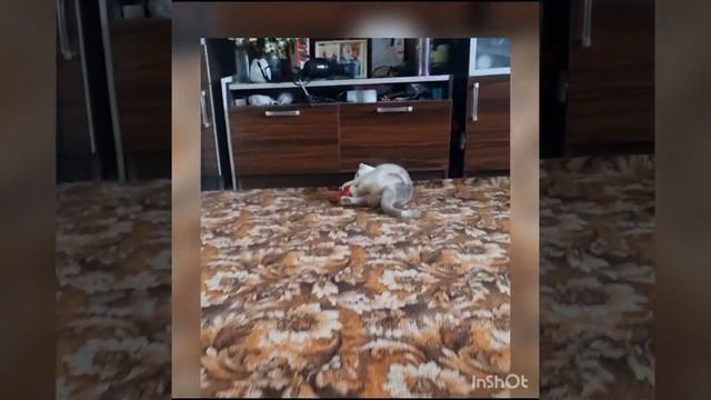 А вот и кошечка, которую забирали с остановки на передержку. Теперь у нее красивое имя Лу́на ♥️ смотреть онлайн