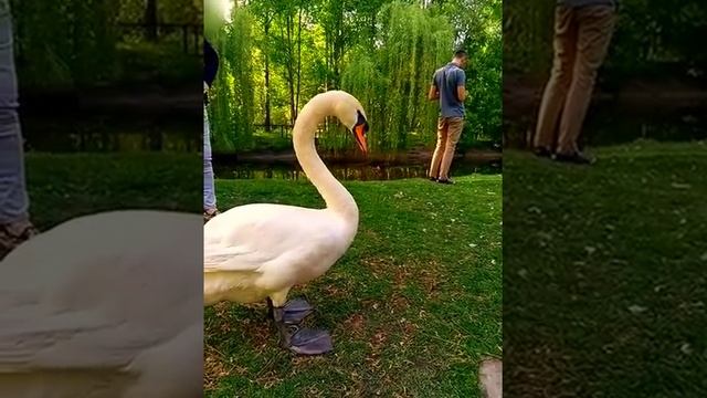 Жизнь лебедя смотреть онлайн