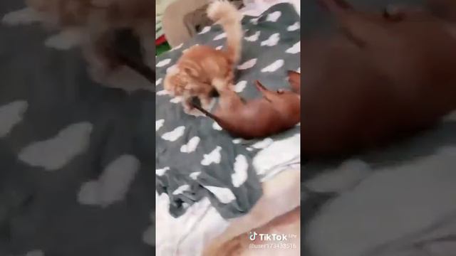 мейн кун и такса смотреть онлайн