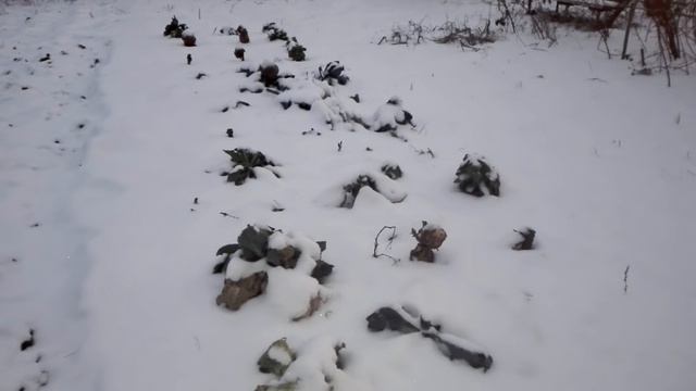 Почему куры отлично несутся зимой и не только? смотреть онлайн