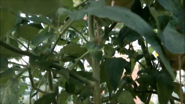 Обзоры урожайных сортов томатов