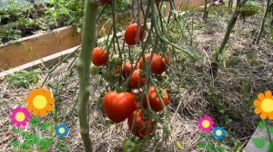 Томат обыкновенный Юбилейный Тарасенко. Краткий обзор, описание характеристик Iubileinyi Tarasenko