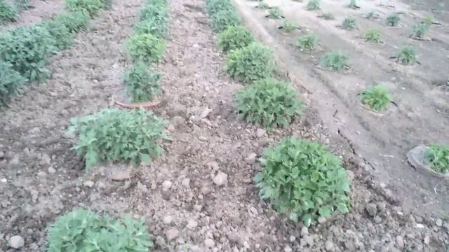 Хризантема мультифлора-Выращивание в горшках 10 июля. смотреть онлайн