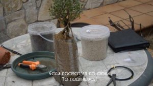 Как сделать БОНСАЙ в стиле неагари. Выращиваем воздушные корни у Сериссы. Советы по уходу за бонсай