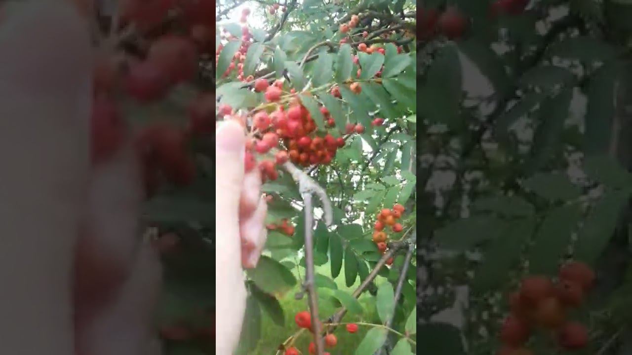 песня дня смотреть онлайн