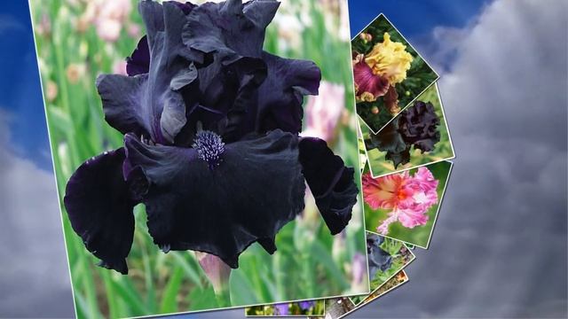 ИРИСОВАЯ СВЕЖЕСТЬ ЛЕТА и КРАСКИ ЯРКИЕ ЦВЕТОВ (IRIS FLOWER) смотреть онлайн