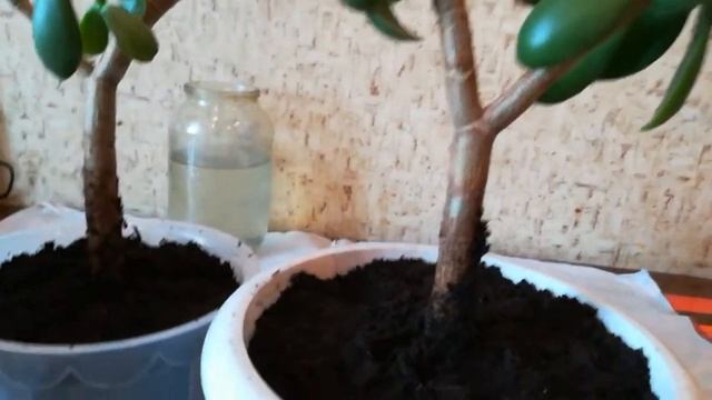 Денежное дерево/Толстянка/Посадка черенков и полная их обрезка-Часть-1/Crassula смотреть онлайн