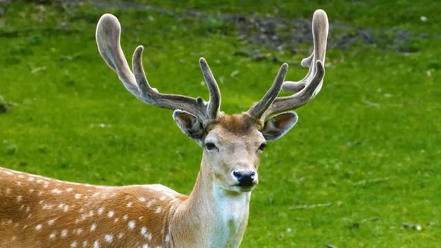 4K African Wildlife: Nairobi National Park - Real Sounds of Africa - 4K Video Ultra HD смотреть онлайн