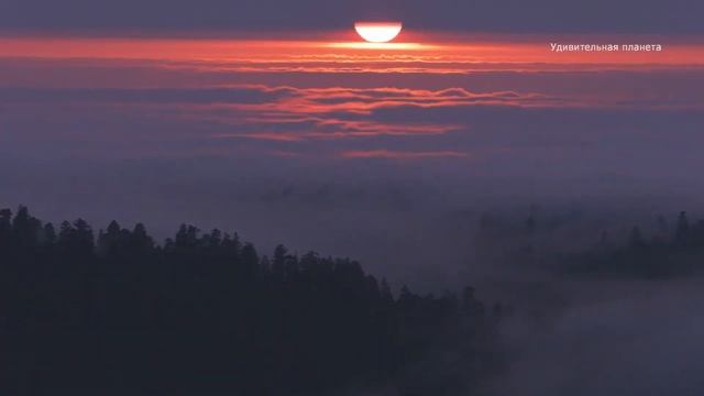 Редвуд - место, где растут самые высокие деревья в мире. смотреть онлайн
