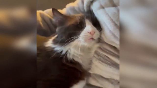 Король моего сердца. История о коте, который сделал нашу жизнь особенной смотреть онлайн