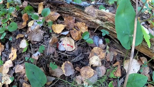 ОХОТА на РЯБЧИКА. Манил рябчика, а прибежал заяц. смотреть онлайн