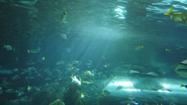 TRAVEL: RIPLEY'S AQUARIUM OF CANADA