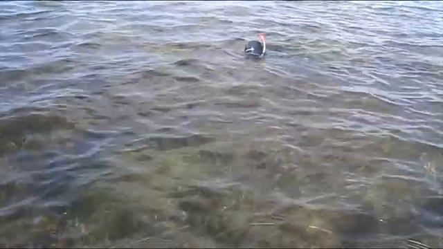 10-0подводная вид на подводную охоту с лодки.MOD смотреть онлайн