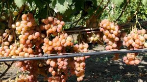 виноград Анюта сезон 24